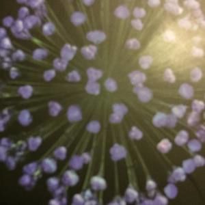 Meet your Posher, Ali